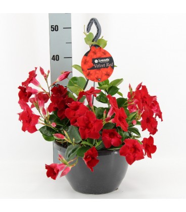 Dipladenia Velvet red Ø 27 h 50