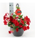 Dipladenia Velvet red Ø 27 h 50 SUSP