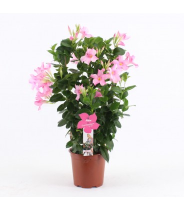 Dipladenia Summer rose Ø 19 h 75