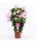 Dipladenia Summer rose Ø 19 h 75