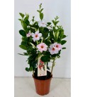 Dipladenia sun Rose Ø 17 h 55