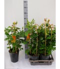 Rosier Summer Select Ø 22 h 90