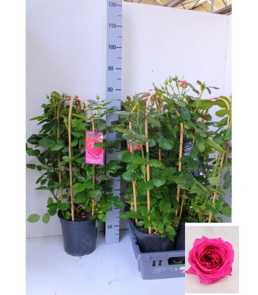 Rosier Diva select Ø 22h 75