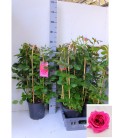 Rosier Diva select Ø 22 h 110