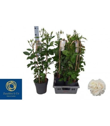 Rosier Charm selec Ø 19 h 80