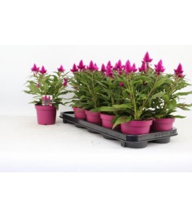 Celosie Deep purple pot de 12