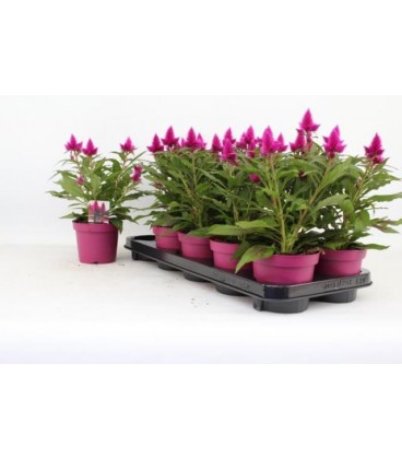 Celosie Deep purple pot de 12