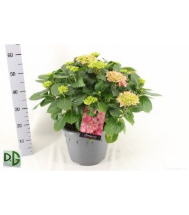 Hortensia Hi River Ø 32 h 55