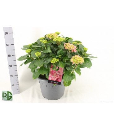 Hortensia Hi River Ø 32 h 55
