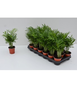 Chamaedorea elegans pot de 09