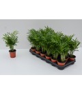 Chamaedorea elegans pot de 09