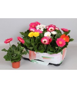 Gerbera open air pot de 09