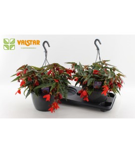 Begonia dragon rouge Ø 27