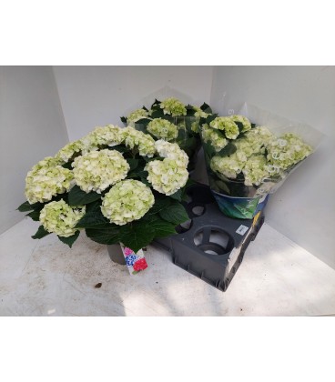Hortensia Wudu pot de 14