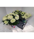Hortensia Wudu pot de 14