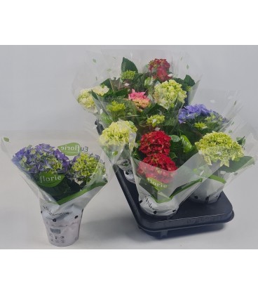 Hortensia pot de 10