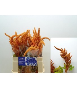 Amaranthe Hot Biscuits 60 cm