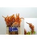 Amaranthe Hot Biscuits 80 cm