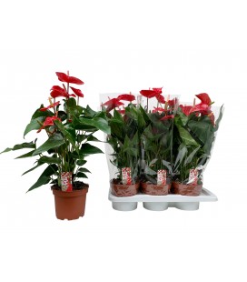 Anthurium Felicita pot 17