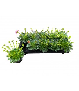 Lewisia pot 10.5 cm 