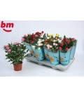 Rosiers mix Monde pot de 10.50  cm
