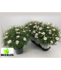 Anthemis pot 19