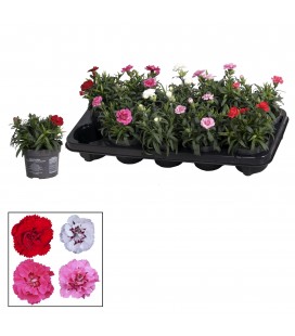 Oeillet pot de 10.50