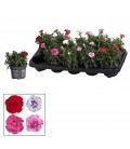 Oeillet pot de 10.50