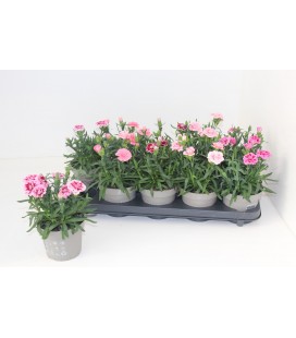 Oeillet mix pot de 12