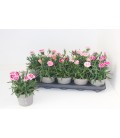 Oeillet mix pot de 12