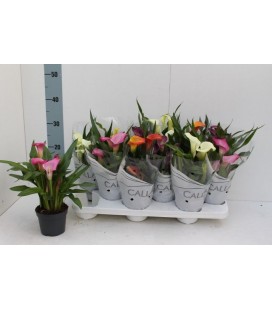 Calla mix pot de 10.50