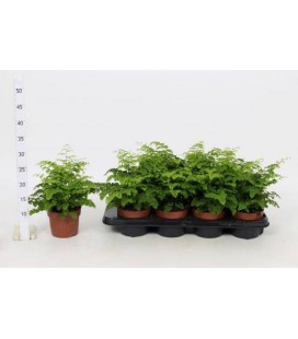 Adianthum Ø 12 h 25