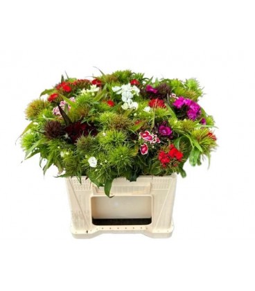 Oeillet de poete mix 40 cm