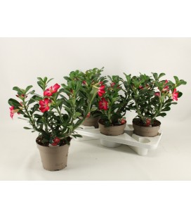 Adenium anouk pot 17