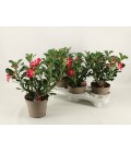 Adenium anouk pot 14
