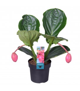 Medinella Flamingo pot de 17 