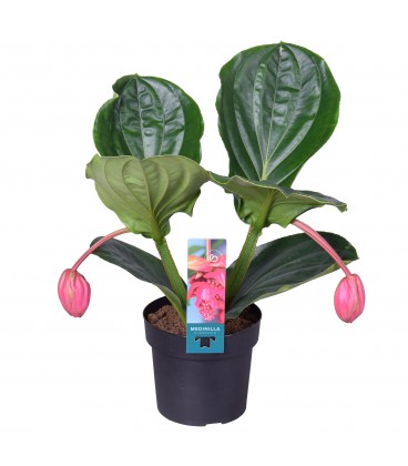 Medinella Flamingo pot de 17