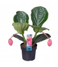 Medinella Flamingo pot de 17
