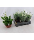 Spathiphyllium chopin Ø 17 h 35 cm