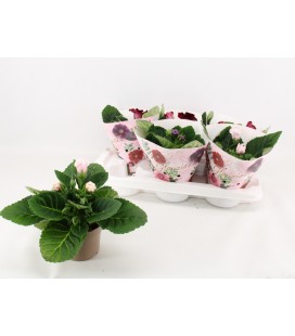 Gloxinia pot de 12