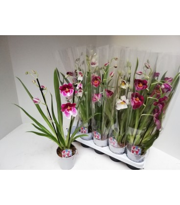 Miltonia pot de 12 h 50