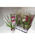 Miltonia pot de 12 h 50