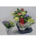 Hortensia pot de 10