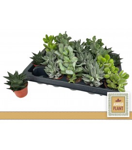 Succulente mix pot de 6