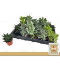 Succulente mix pot de 10.5