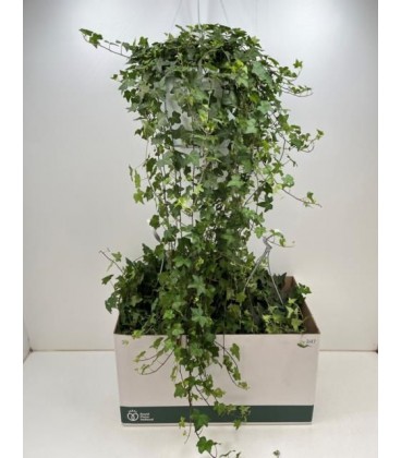 Lierre pot de 24 long 90 cm