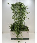 Lierre pot de 24 long 90 cm