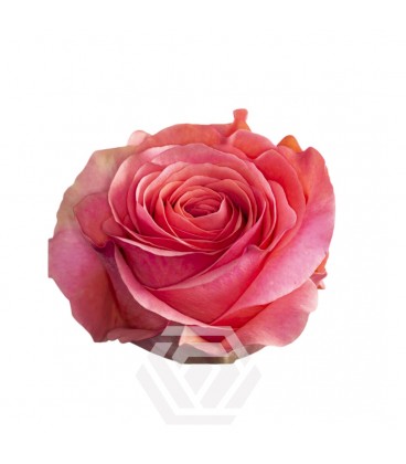 Rose equat Aline 50 cm x 25