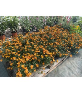 Bidens Ø13 FR