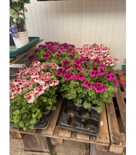 Pelargonium Ø14 FR